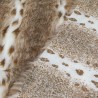 Sodes Lynx Tan Luxury Faux Fur Fabric - AC 435
